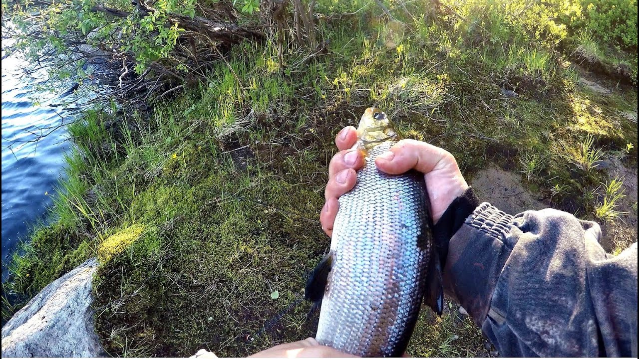 Рыбалка на СИГА./whitefish fishing