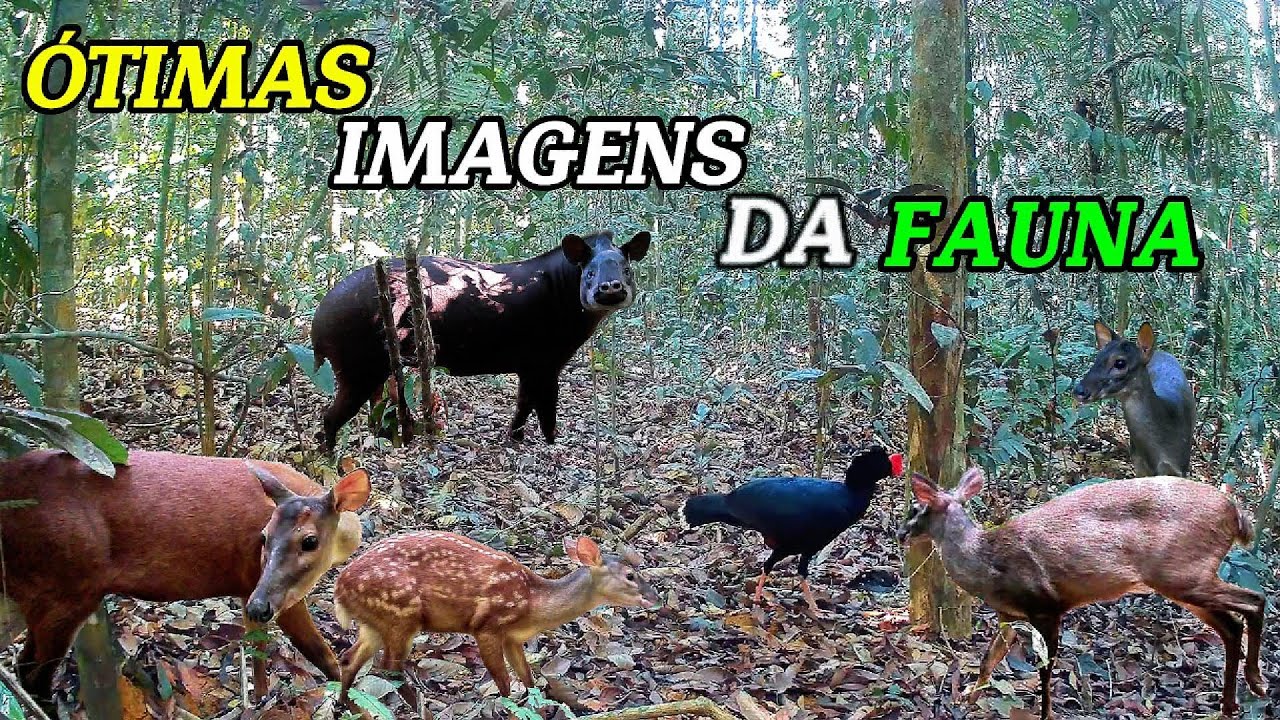 A ONÇA PINTADA se afastou do território: AGORA OS BICHOS estão mais a VONTADE vejam as IMAGENS!