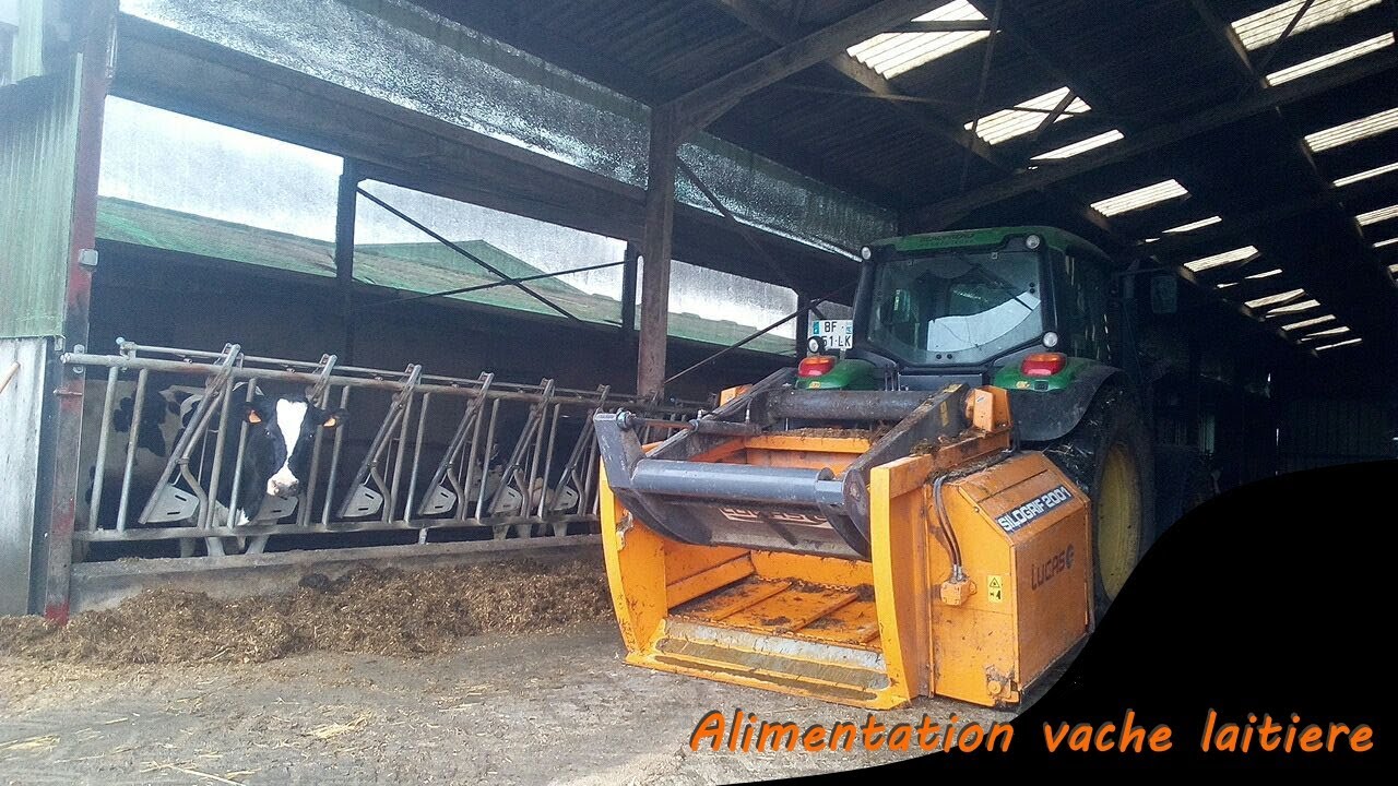 Alimentation vache laitière