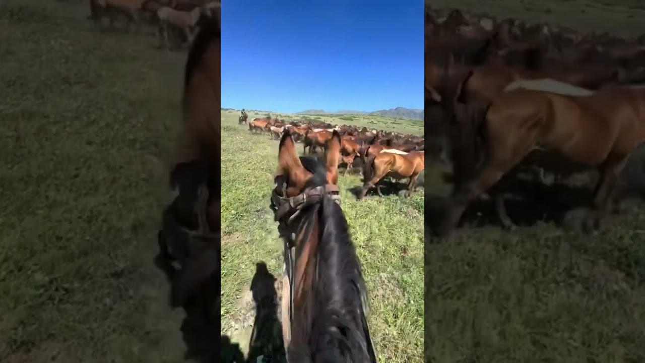 10,000 Horses Across the Steppe