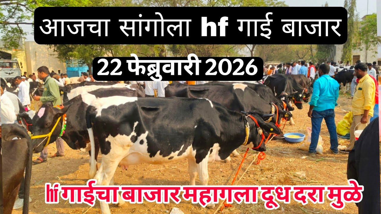 आजचा सांगोला hf गाई बाजार 22 फेब्रुवारी 2026 #cow_market_in_maharastra #sangola_bazar #hf_cow #dairy