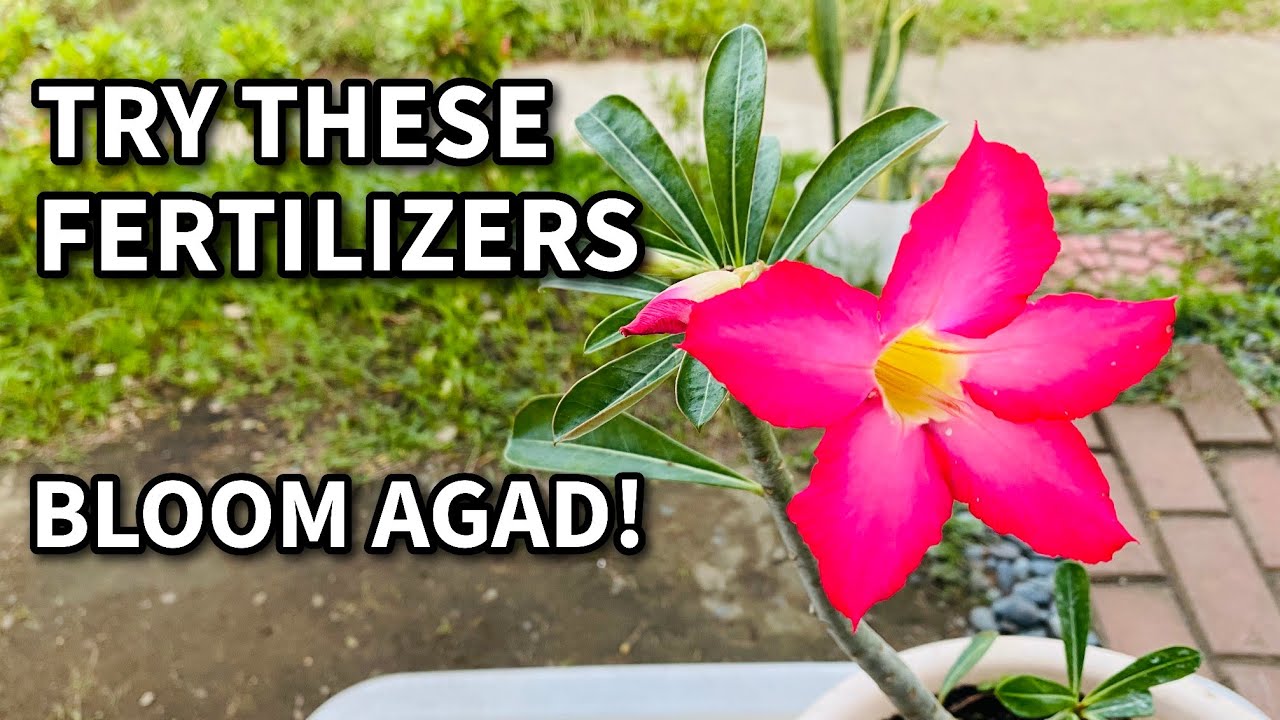 HOW TO MAKE ADENIUM BLOOM FLOWERS| Affordable Plant Food & Fertilizers