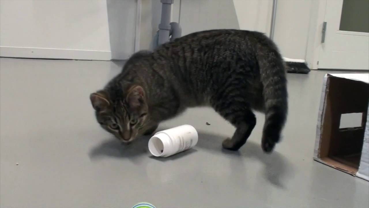Foderaktivering af kat - 3 tips fra Fyns Internat