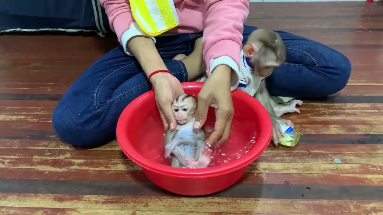 Cute Baby Monkeys First Bath 🐒🛁 | Gentle Care & Adorable Moments