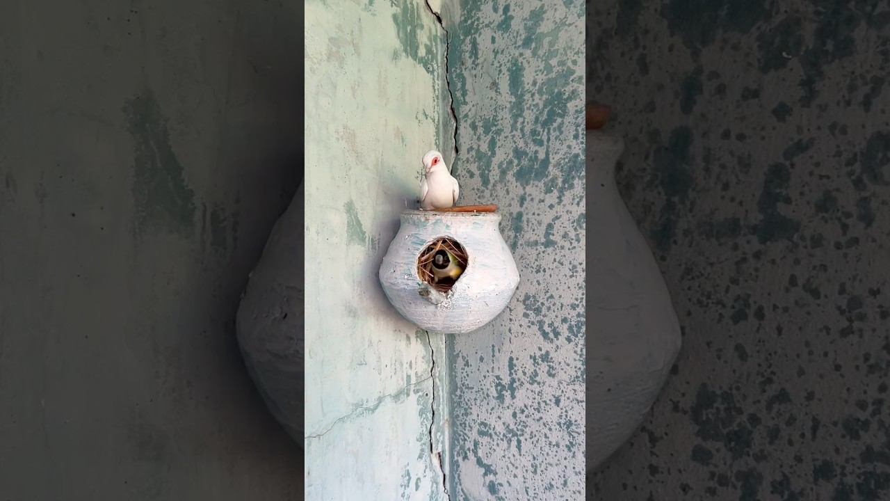 Gouldian finch nest