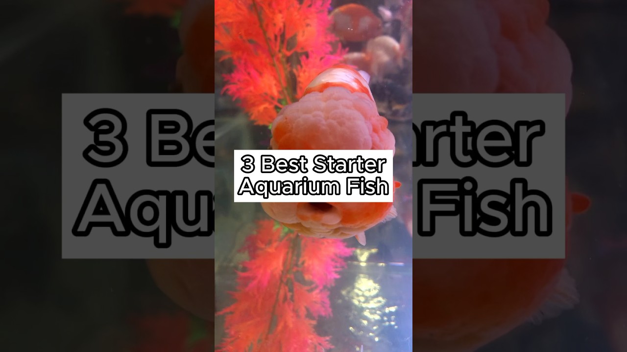 Best Starter Freshwater Fish (Easiest Freshwater Fish to Keep) #fishtank #aquarium #freshwater fish