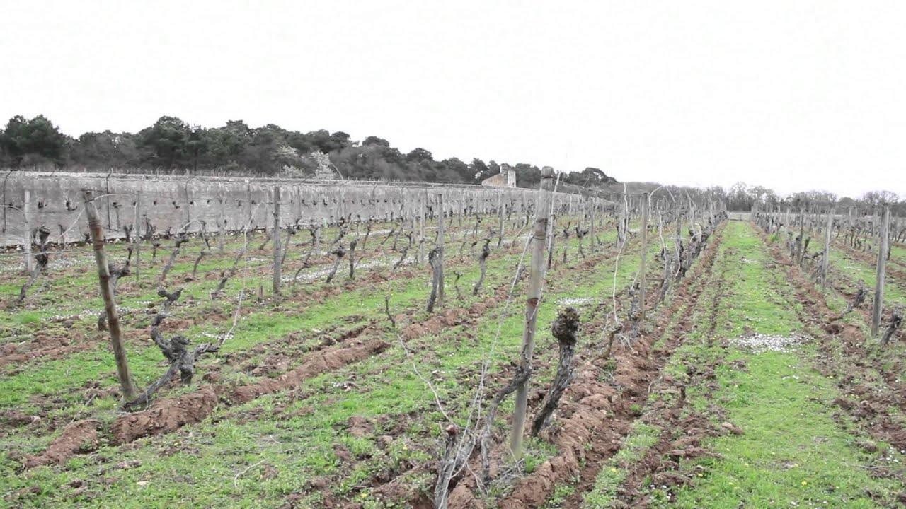 Saumur-Champigny, le Clos Cristal