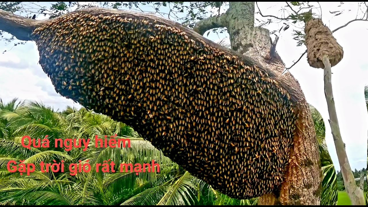 Bắt hai loại ong một ngày toàn gặp những tổ ong khủng mật bơm đầy nhọng ong vò vẻ rất đẹp