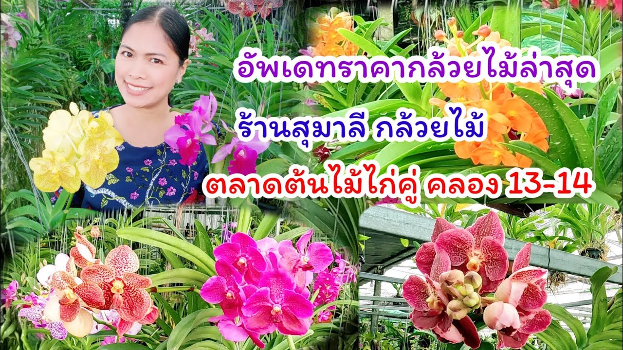 อัพเดทราคากล้วยไม้ล่าสุด ร้านสุมาลี กล้วยไม้ ตลาดต้นไม้ไก่คู่ รังสิต คลอง 14