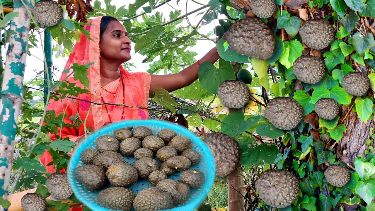 🌵जंगल का काला आलू जो किसी संजीवनी से कम नहीं🤷, जिसकी हमने बनाई स्वादिस्ट सब्जी😋