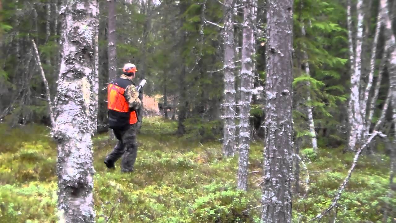 Hamøjakkens Lukas på Elgjakt i Trysil   . Ettersøk med stålos og fall