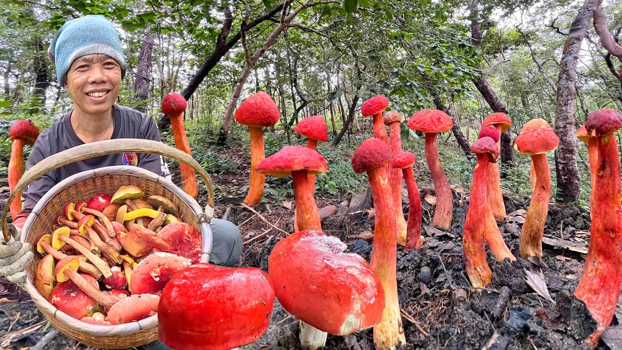 สะออนคัก!!ป้าดเจอเห็ดผึ้งนกยูงออกใหม่หมู่ใหญ่ๆ เก็บๆตัดๆหมานสุดๆ