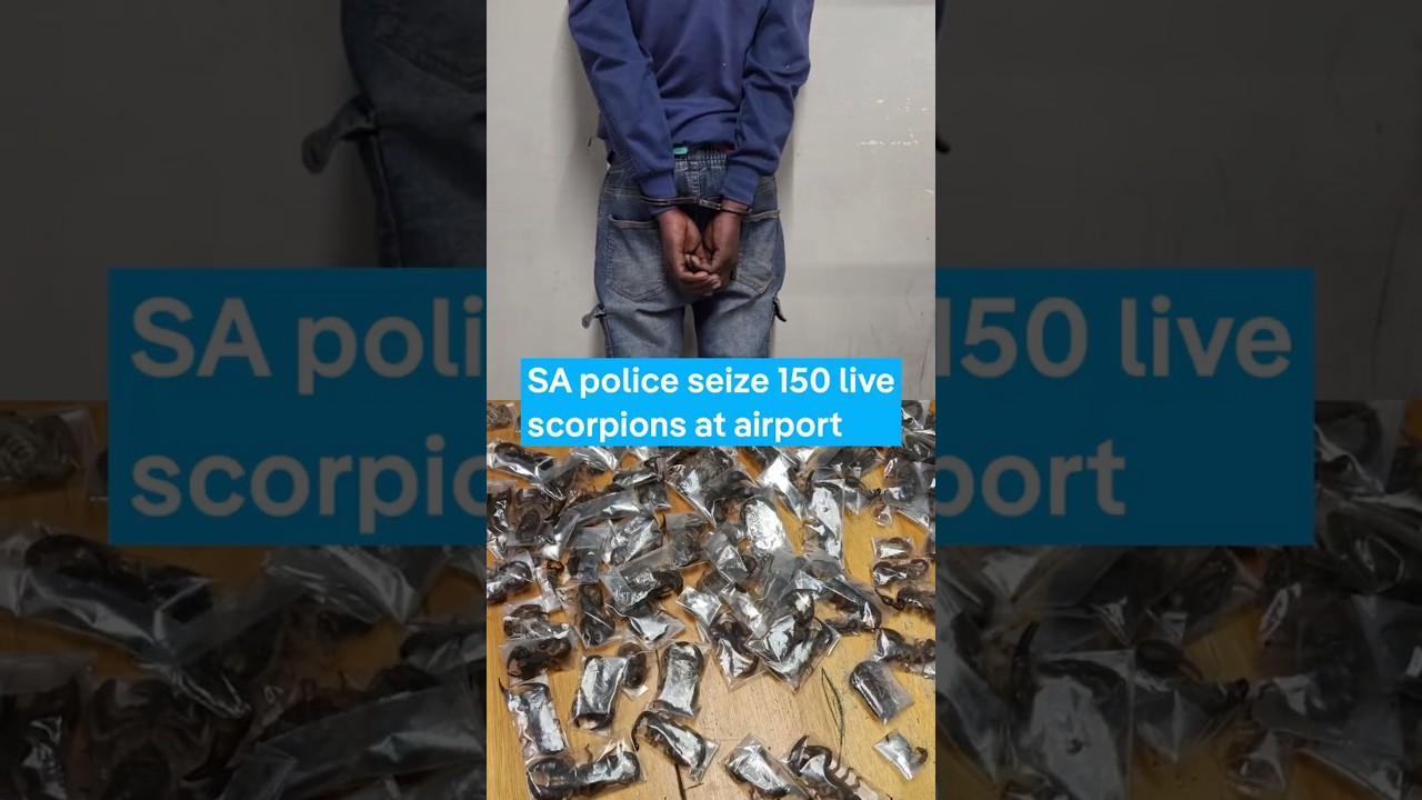 South African police seize 150 live scorpions at airport