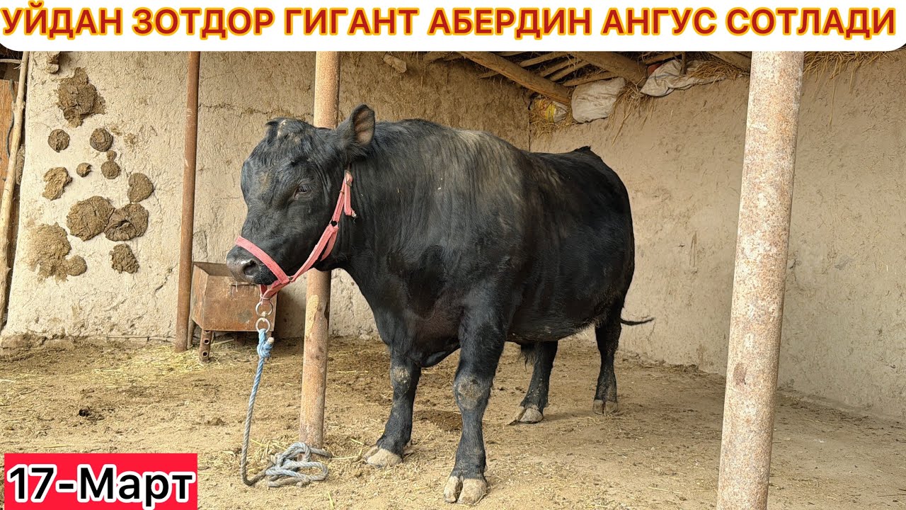 УЙДАН ЗОТДОР ГИГАНТ АБЕРДИН АНГУС СОТЛАДИ  ШОШИЛИНГ ДЕХКОННИ МОЛИ 17-Март 2026 г.