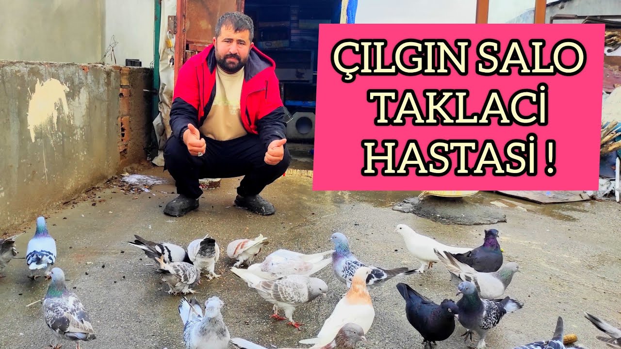 ÇILGIN SALO GÜVERCİNLERİNİ TANITIYOR 750 MİLYARLİK KUŞLARİ !