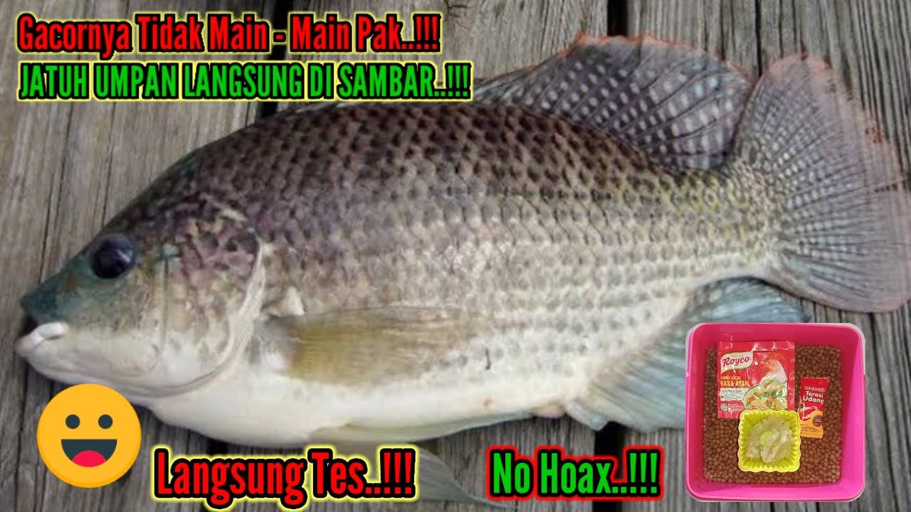 Umpan Racikan Nila Babon || Jatuh Umpan Langsung di Sambar [ Langsung Tes ]