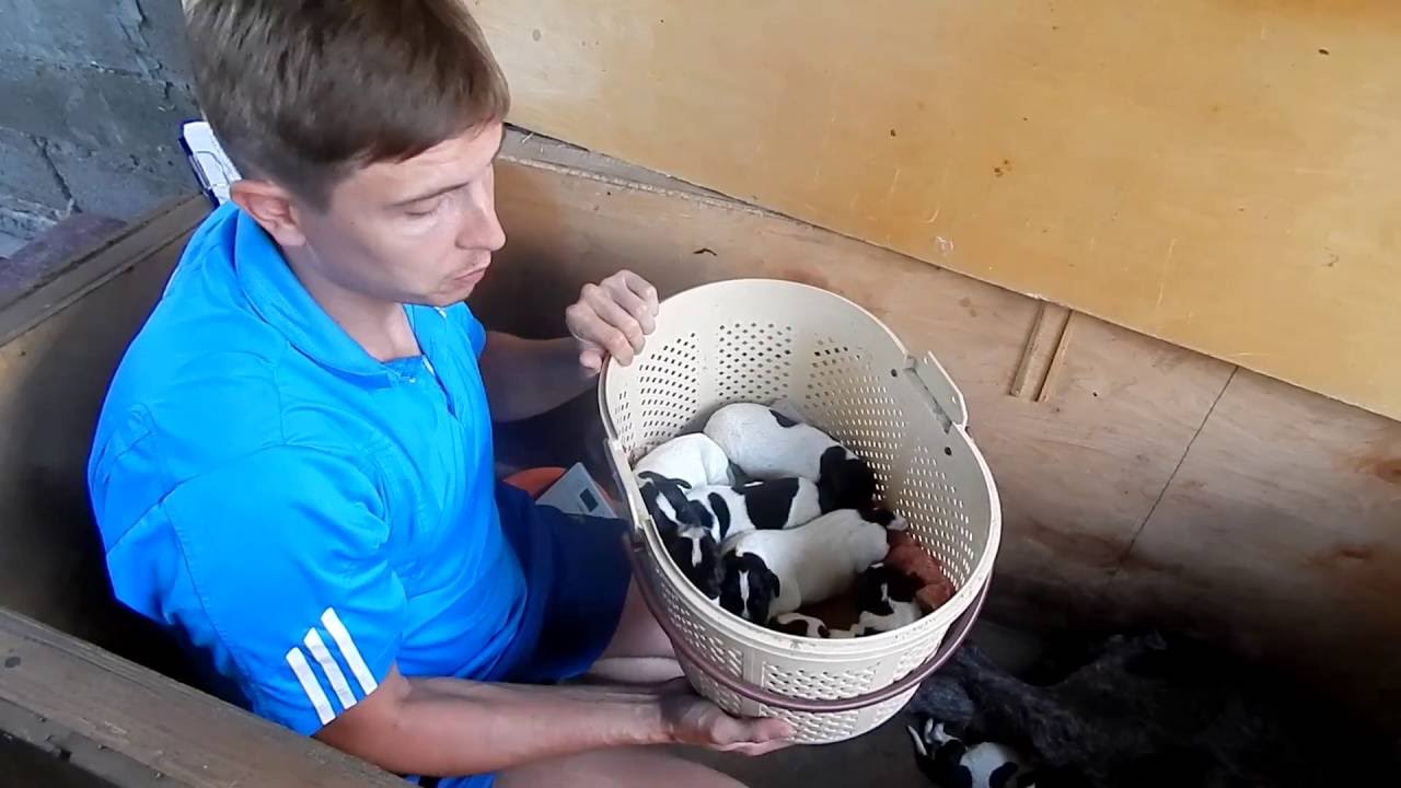 Как докармливать отстающих щенков - День 4-5 - Уход за щенками день за днем