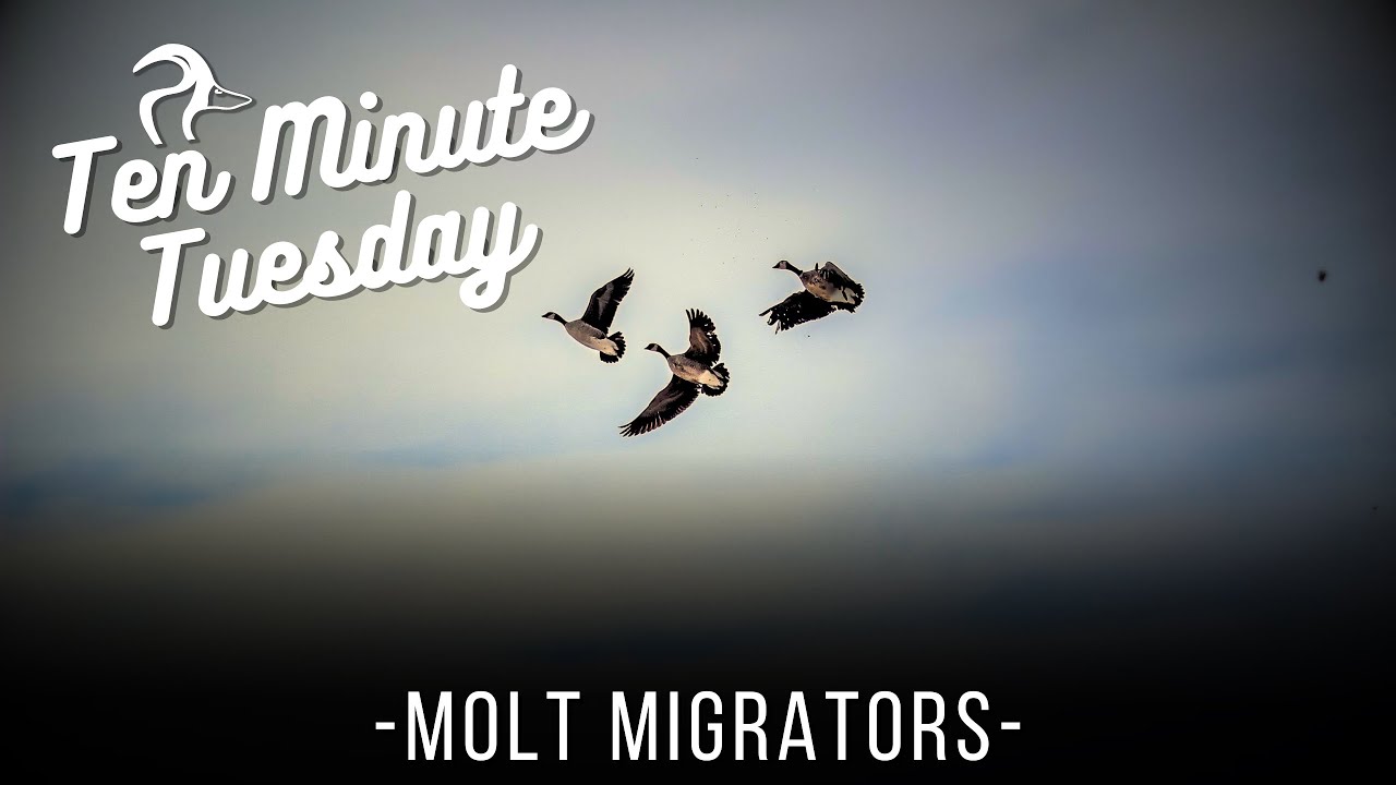 Ten Minute Tuesday: Molt Migrators w/ Joe Heintz