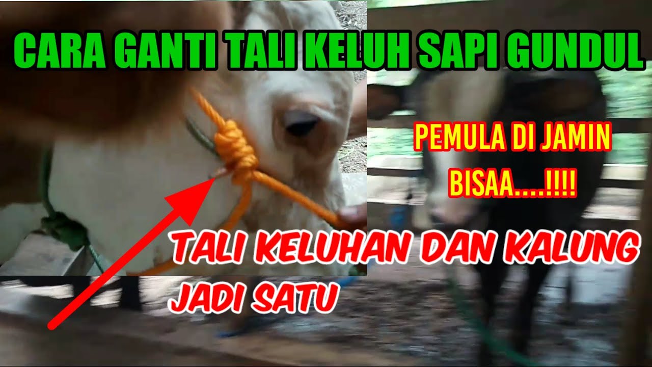 Cara Ganti Keluh Sapi Dan Kalung Sapi Gundul Atau Sapi Dugul Dengan mudah
