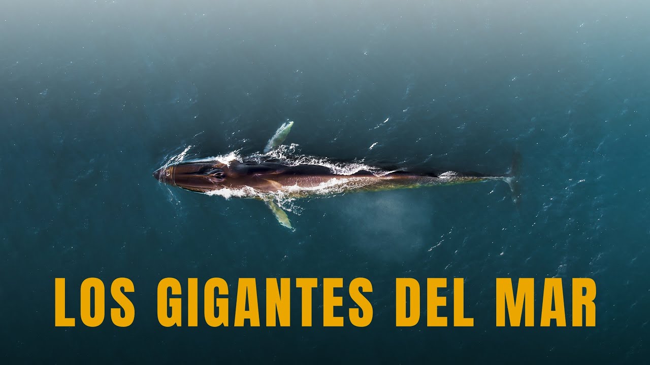 En búsqueda de ballenas - El norte de Islandia