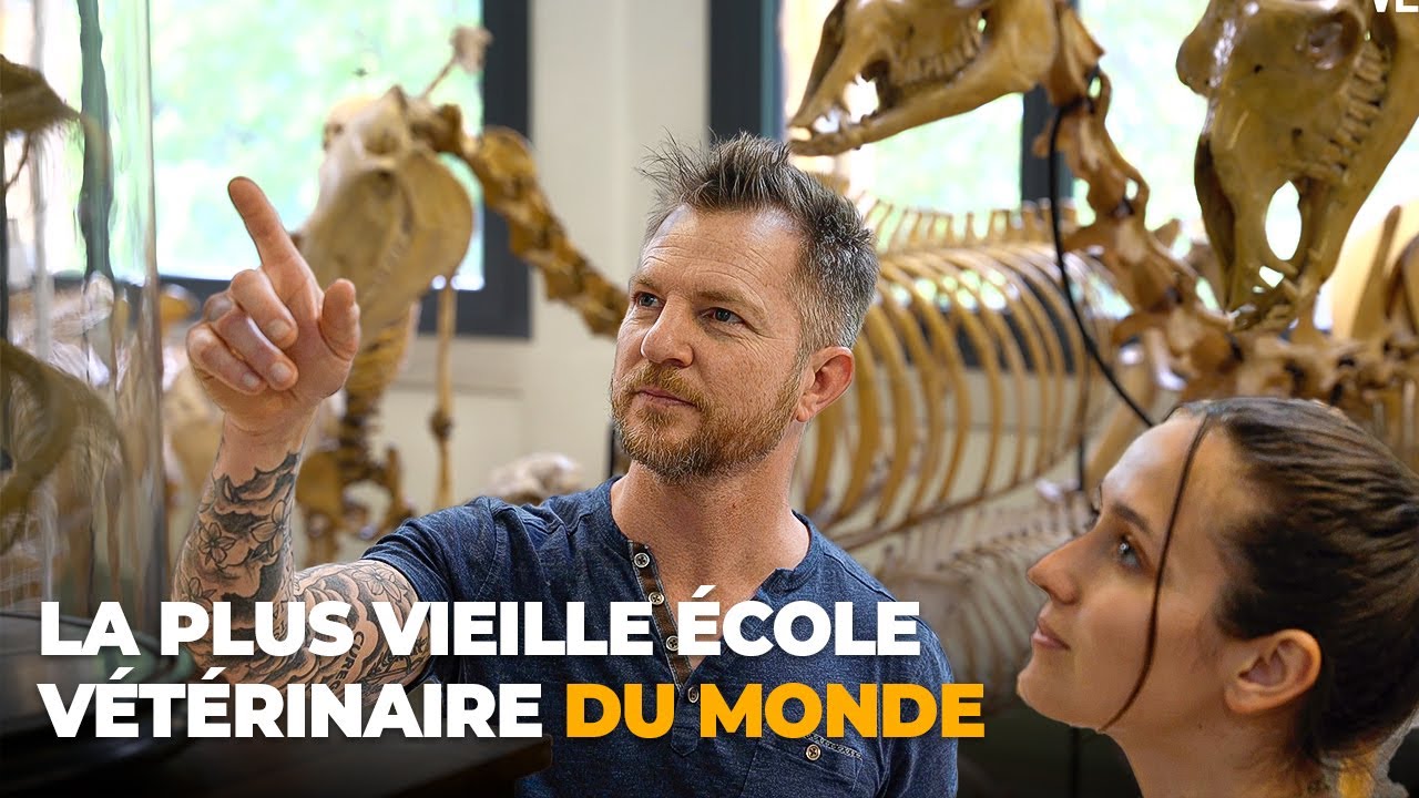 La plus vieille école vétérinaire au monde | VetAgro Sup