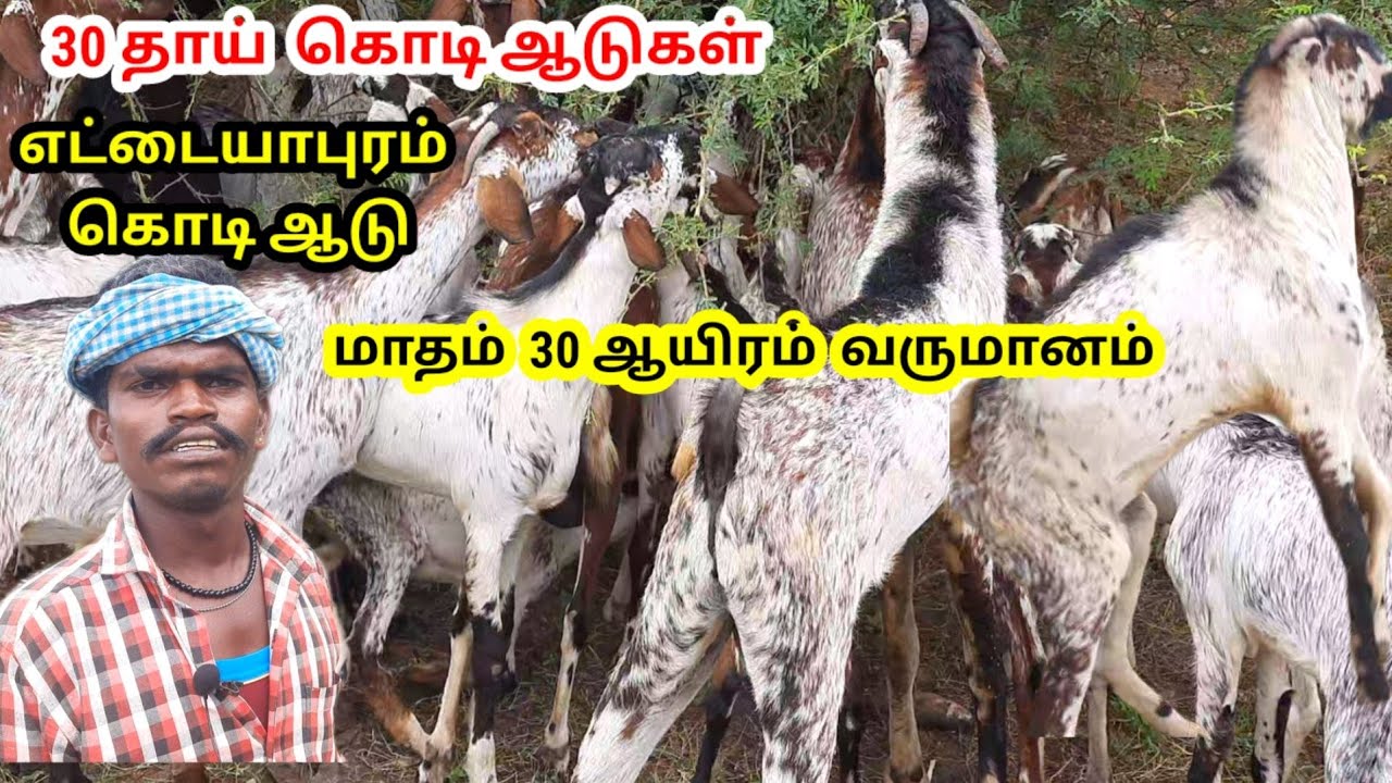 எட்டையாபுரம் கொடி ஆடுகள்  மூலம் மாதம் ₹30,000 வருமானம் சம்பாதிக்கும் இளைஞர் / @tamilvivasayi