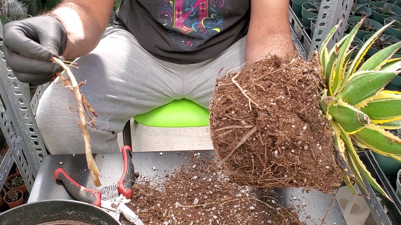 Removing pups/suckers from agave quadricolor