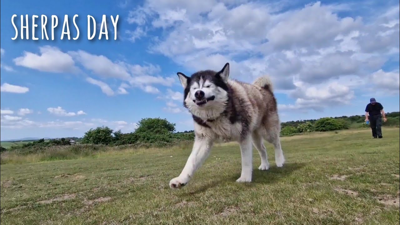 How Sherpa the Husky spent his Day