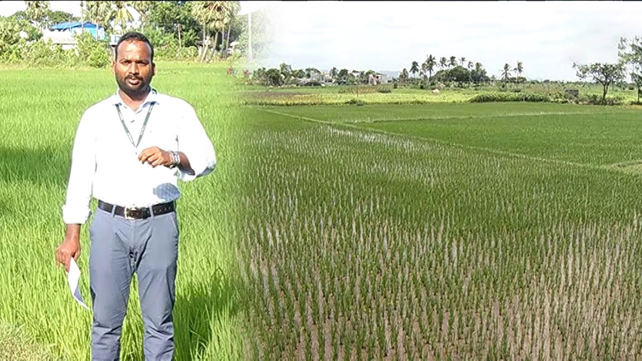 நெல் பயிர்களுக்கு பூச்சி மேலாண்மை செய்வது எப்படி ? | மலரும் பூமி