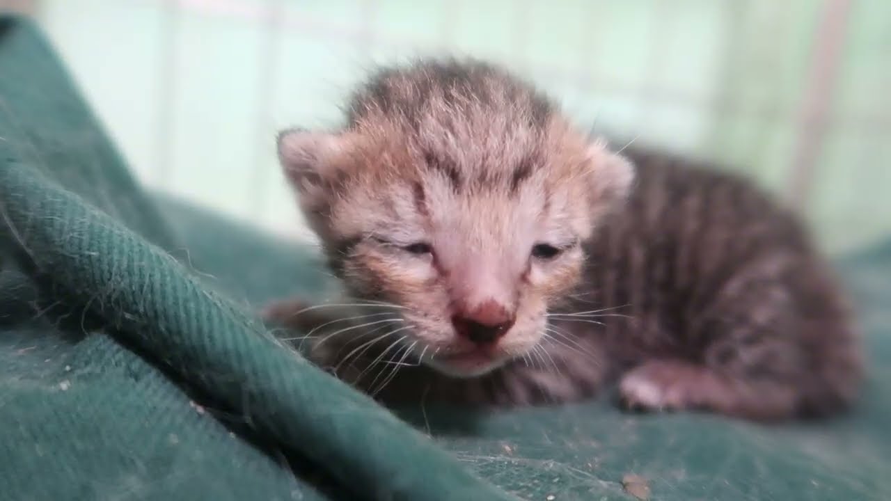 Cat kitten