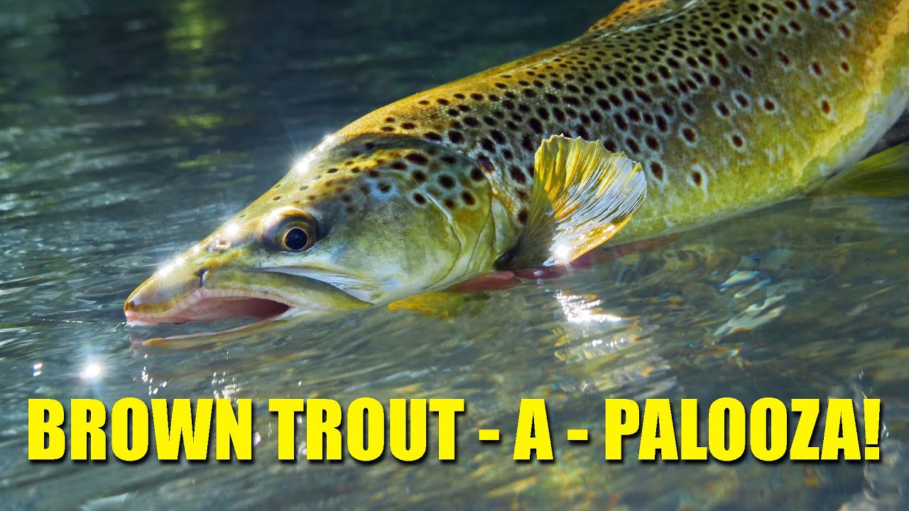 «Brown Trout A Palooza!» — один потрясающий день ловли форели нахлыстом.