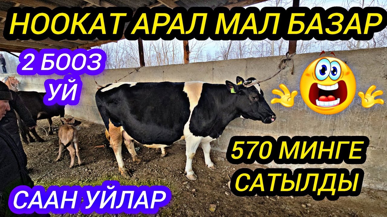 НООКАТ АРАЛ МАЛ БАЗАР СААН УЙЛАР 2 БООЗ УЙ 570 МИНГЕ САТЫЛДЫ😱 #байкж 