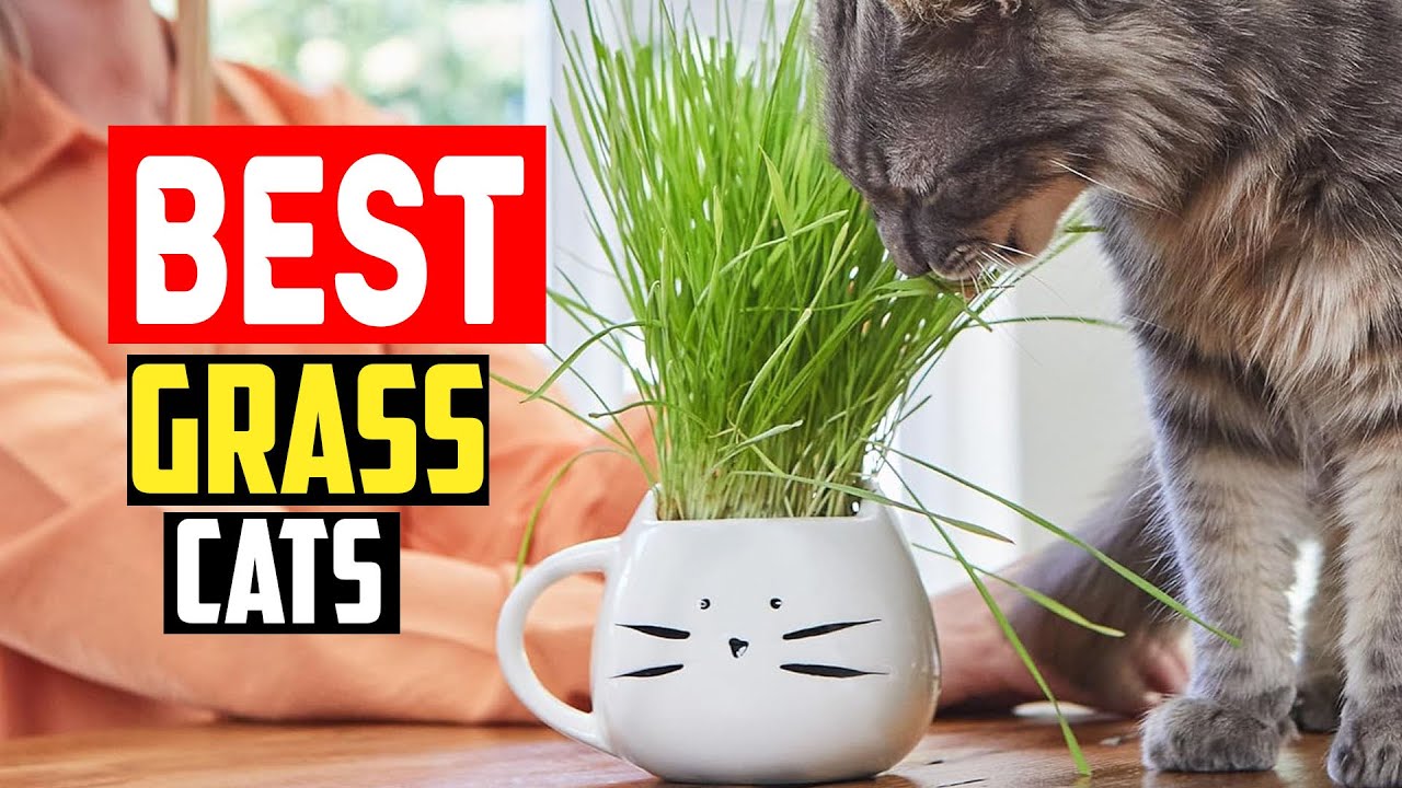 ✅Top 5 Best Grass for Cats in 2025