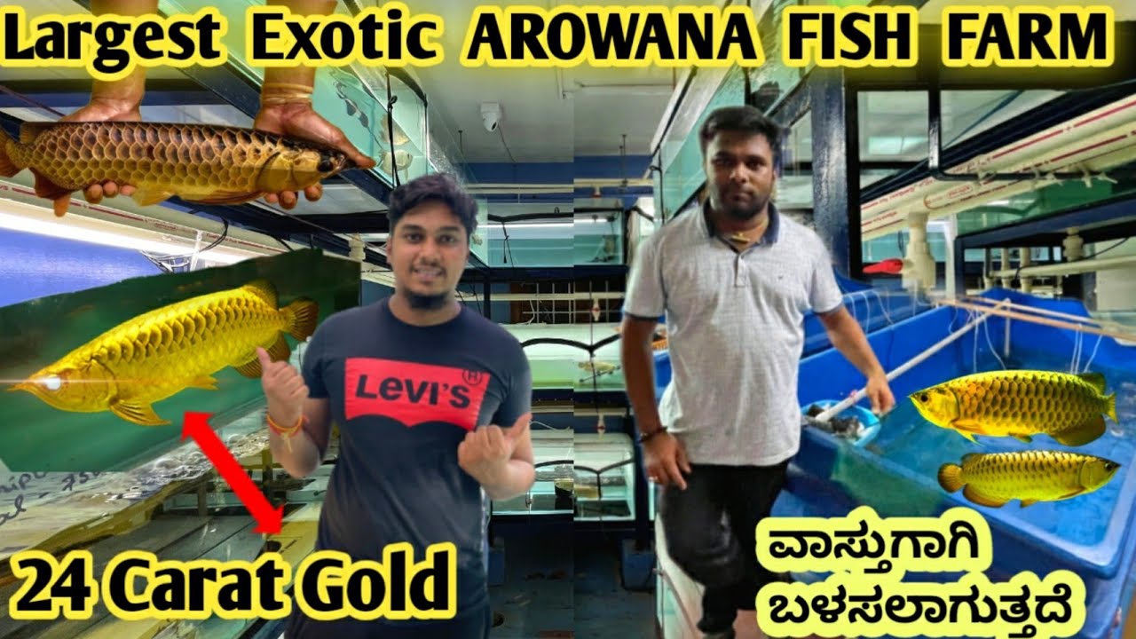 😳 EXOTIC AROWANA FISHES FOR SALE|LARGEST BREEDING CENTER IN  BANGALOREಇದನ್ನು ವಾಸ್ತುಗಾಗಿ ಬಳಸಲಾಗುತ್ತದೆ