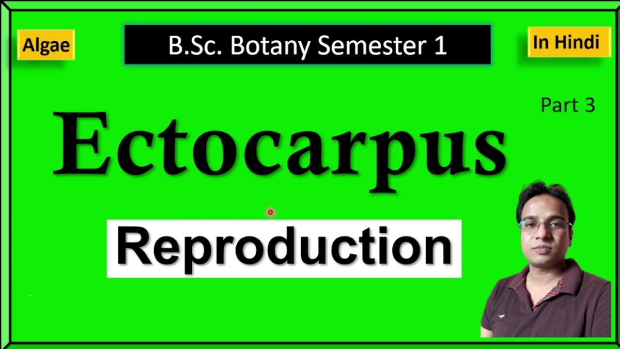 Ectocarpus reproduction