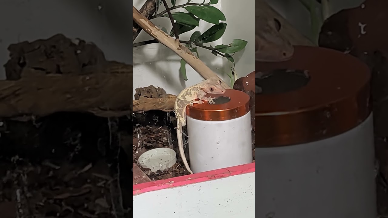 Геккон 💕 меня любит! #геккон #любовь