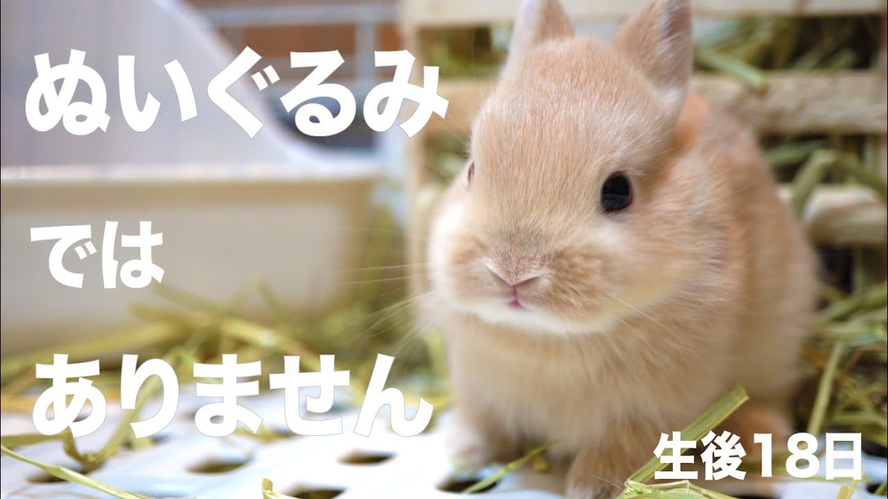 生後18日！仔ウサギがペロペロしてくれました　The bunny licked me#67