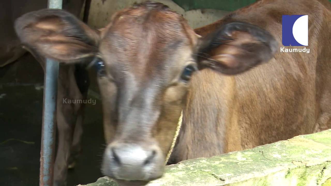 The Correct Farming Arrangement in Erumeli | HARITHAM SUNDARAM 27-05-2016 | Kaumudy TV