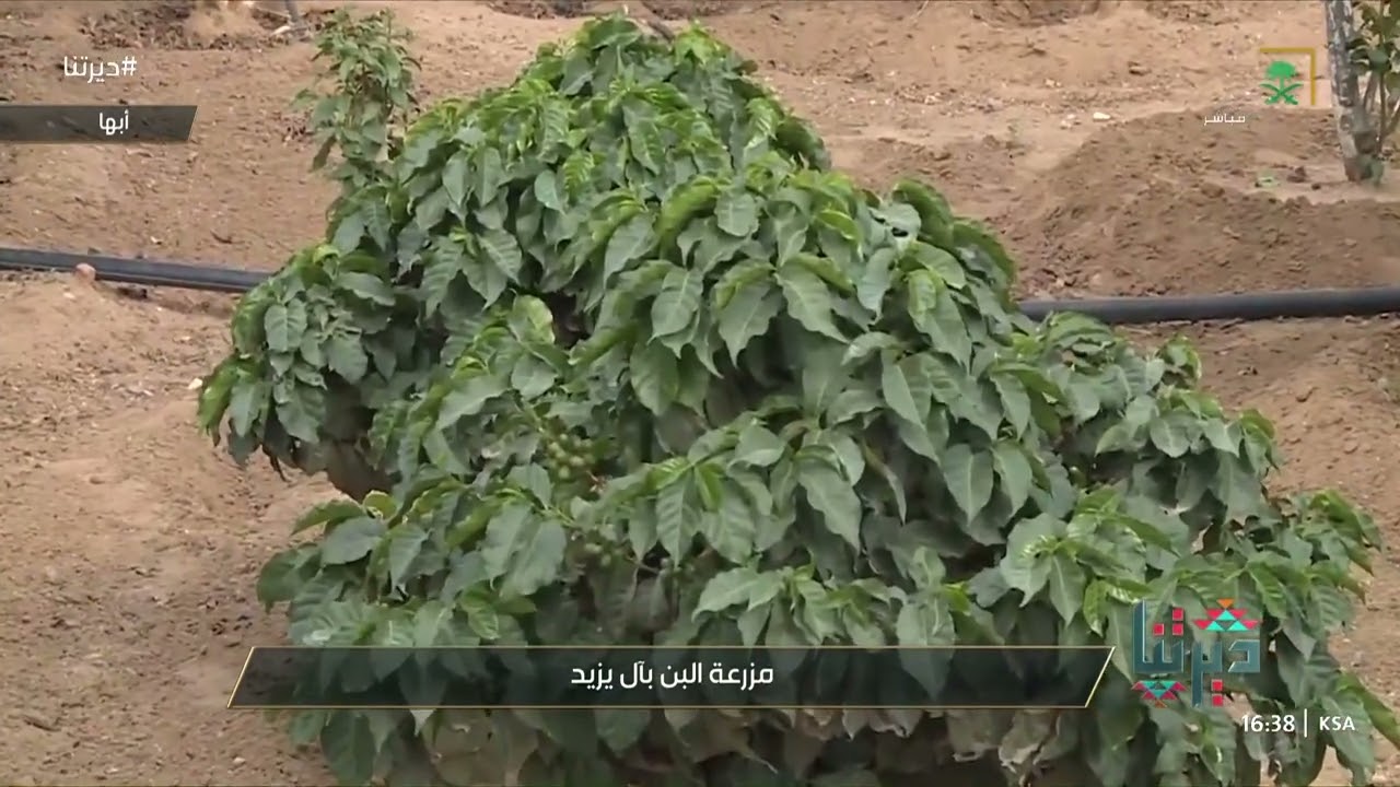 ديرتنا | مزرعة البُن في آل يزيد بأبها، توفر أشهر وأجود أنواع البُن