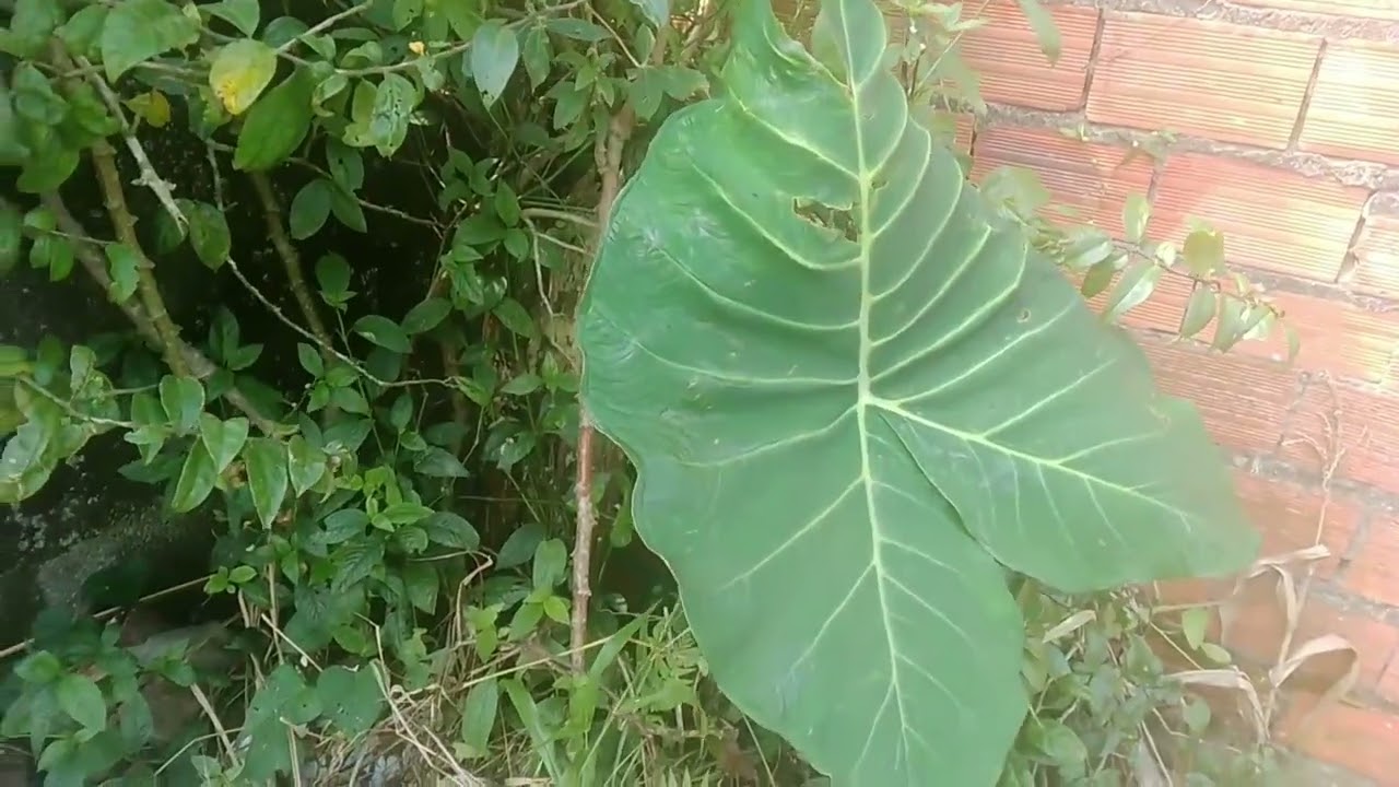 Vida na roça.  Na lida diária como sempre 