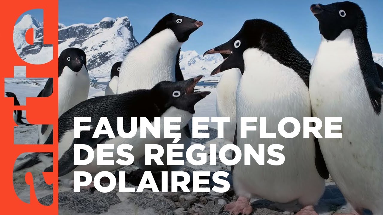 Les métamorphoses des glaces polaires | Un défi pour les écosystèmes | ARTE
