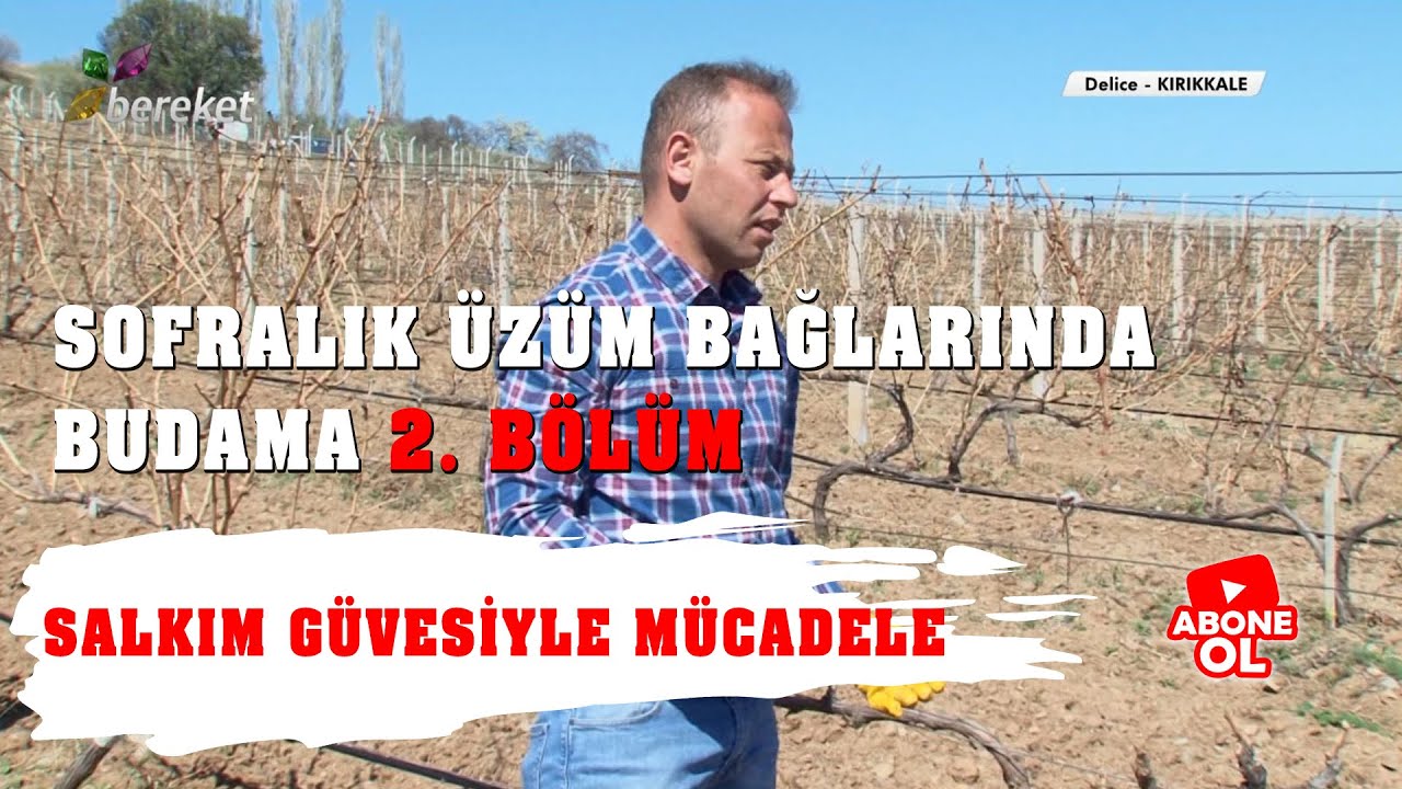 Tarımsal Eğitim - Sofralık Üzüm Bağlarında Budama 2. Bölüm