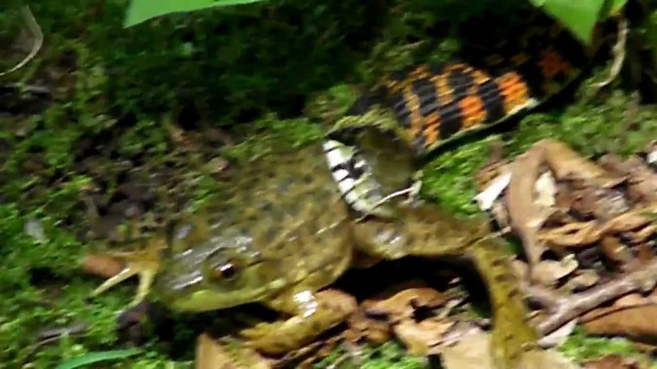 ヤマカガシ、ウシガエルを捕食する