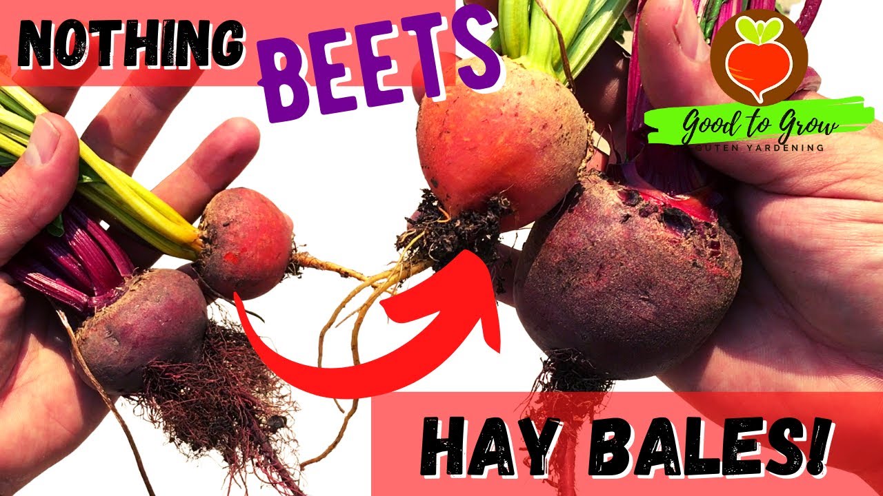 Grow BIGGER Beets | @Charles Dowding Method In Hay Bale Gardening! | Guten Yardening