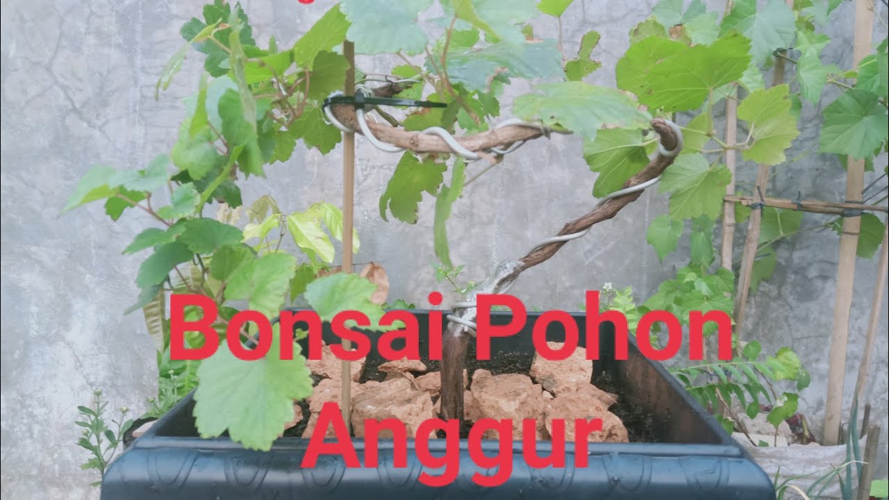 Membuat Bonsai Pohon Anggur