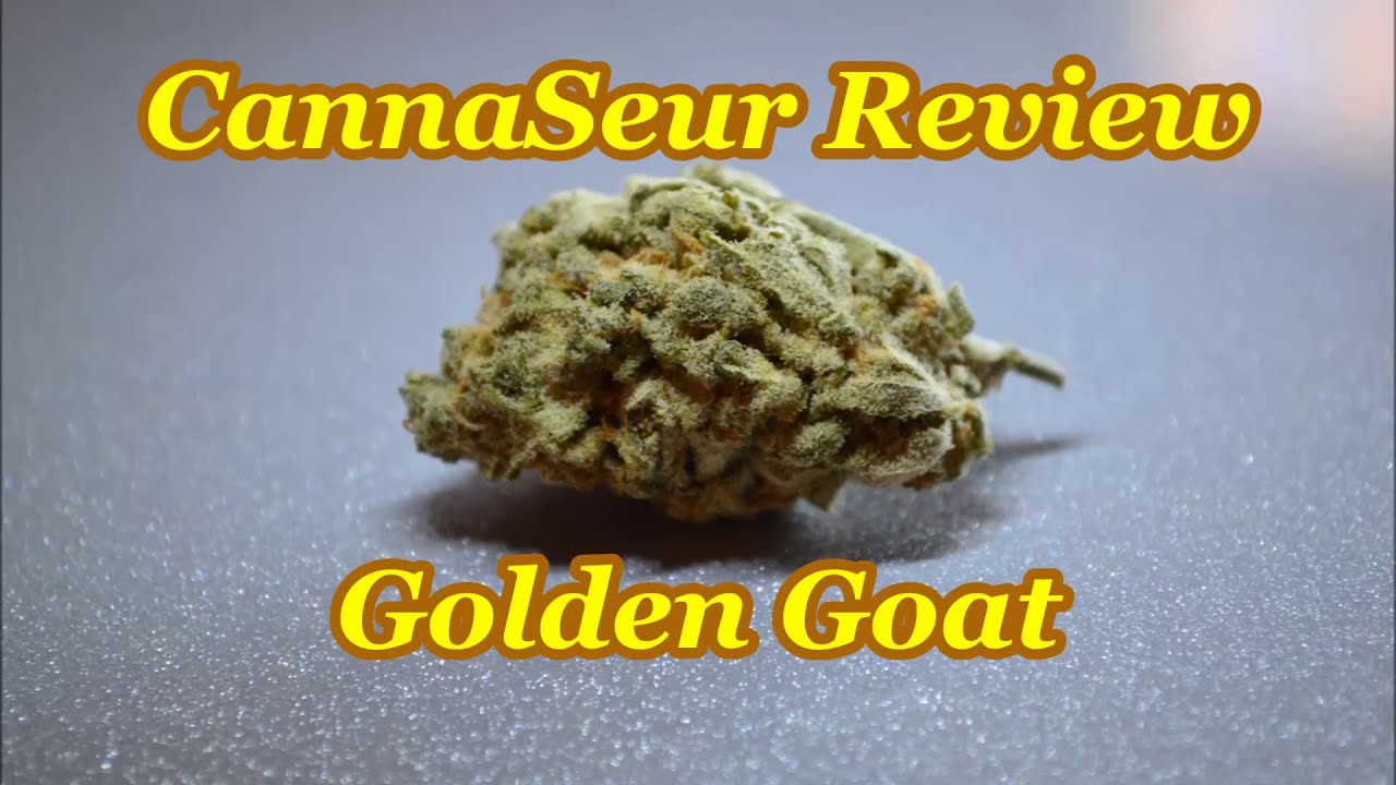 Golden Goat 420 Strain Review! CannaSeurs Jade & Jordan