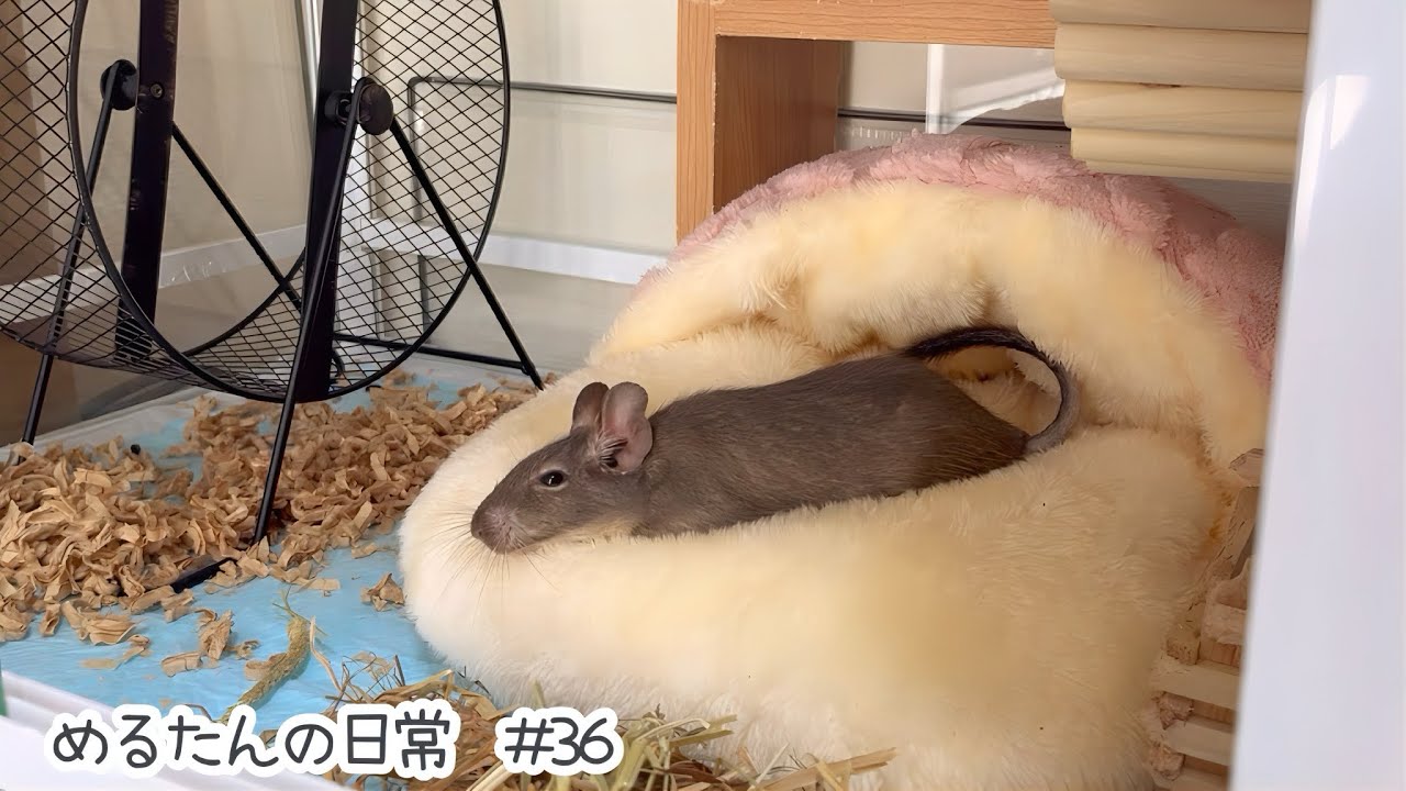 フットウォーマーを設置してみましたが…【デグーの日常#36】