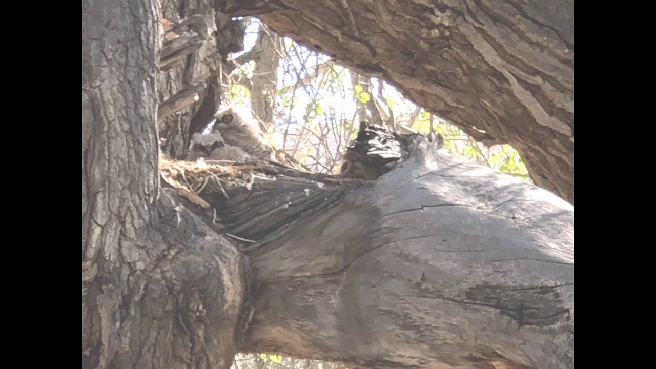 Long eared  owl  chicks Carson  River NV   May 4, 2020