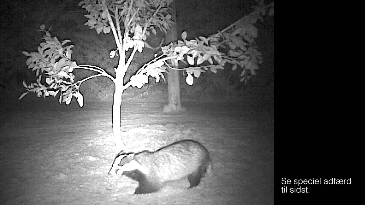 Gr&aelig;vling i blommetr&aelig;et -Badger in the plum tree