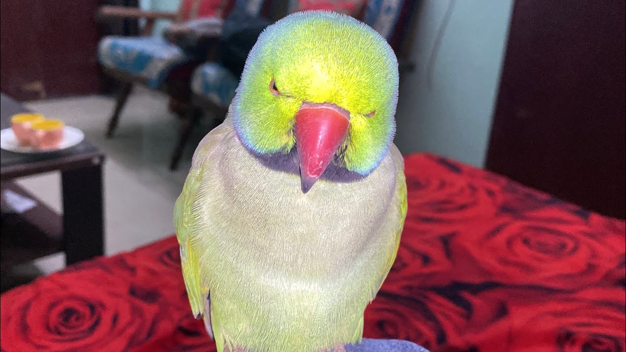 Mitthuwa is not well please pray for my talking parrot